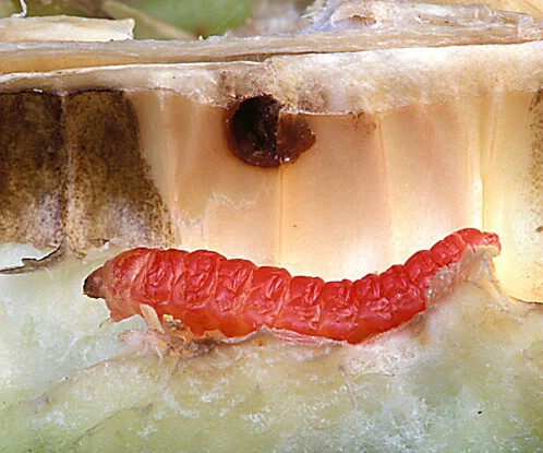 yucca larvae